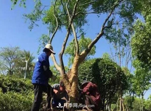 冬季移栽苗木大考驗：冬季適合移栽什么樹種？如何移栽(圖1)