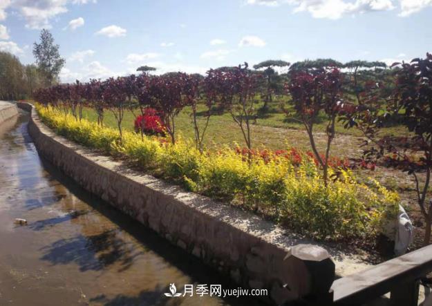 吉林長春波泥河“苗木之鄉(xiāng)”的“共享經(jīng)濟(jì)學(xué)”(圖1)