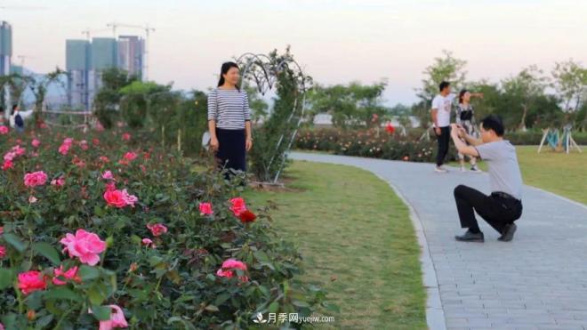 立冬已過，小雪將至~ 肇慶新區(qū)月季園景色獨(dú)好、風(fēng)光別致(圖4)