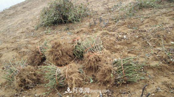 月季裸根苗發(fā)貨了，光譜/紅雙喜/安吉拉(圖1)