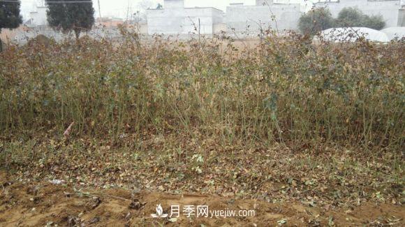 月季裸根苗發(fā)貨了，光譜/紅雙喜/安吉拉(圖2)