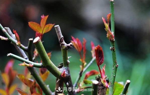 盆栽月季怎么養(yǎng)護？(圖1)