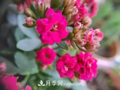 花多多1號和2號的區(qū)別，月季花什么時候用花多多2號(圖1)
