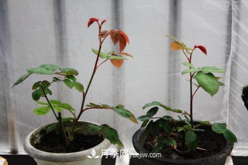 月季花的芽點(diǎn)過(guò)多，需不需要處理掉(圖1)