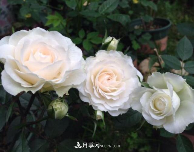 夏季養(yǎng)花，月季不可少！看看令人驚艷的9大月季品種(圖2)