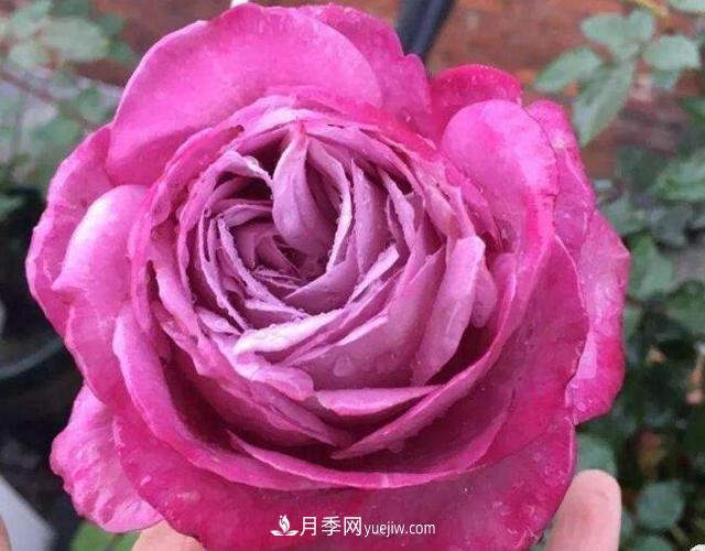 夏季養(yǎng)花，月季不可少！看看令人驚艷的9大月季品種(圖3)