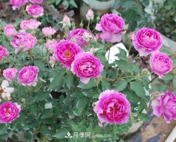 夏季養(yǎng)花，月季不可少！看看令人驚艷的9大月季品種(圖8)
