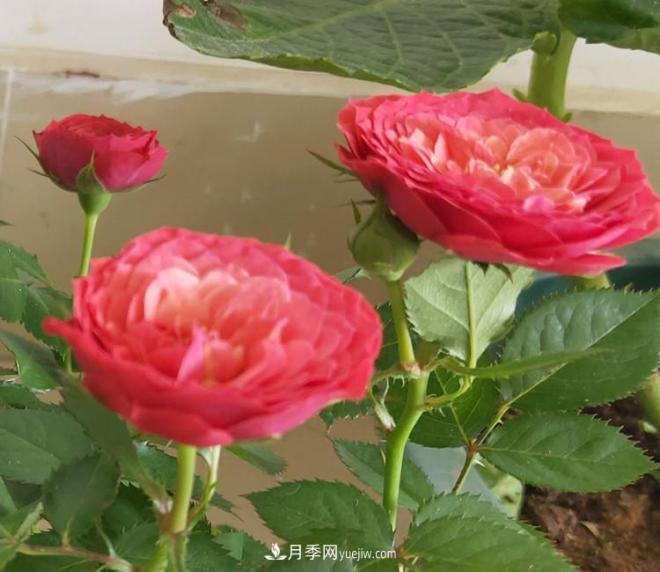 月季得了病，別急扔掉，教你解決快速恢復(fù)(圖1)