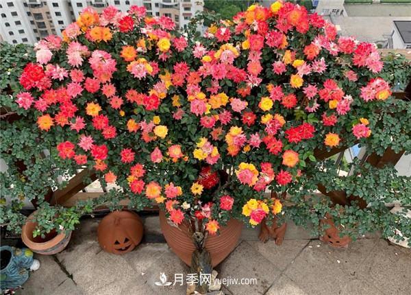 藤彩虹月季品種優(yōu)缺點是什么？(圖1)