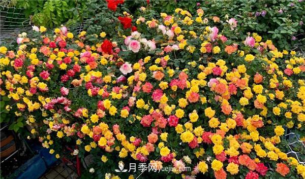 藤彩虹月季品種優(yōu)缺點是什么？(圖2)