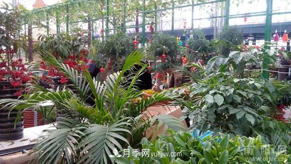 南陽花卉批發(fā)市場在哪里？(圖1)