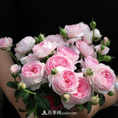 7種漂亮月季，植株矮小，花色艷麗，花期超長，是陽臺盆栽佳品！(圖2)