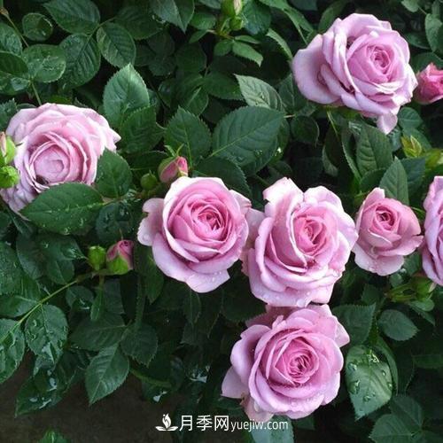 7種漂亮月季，植株矮小，花色艷麗，花期超長，是陽臺盆栽佳品！(圖1)