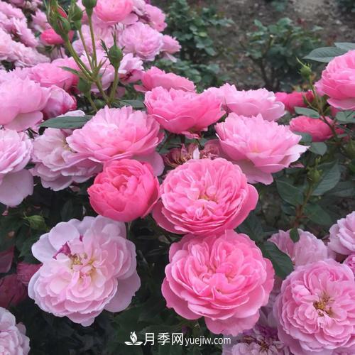 7種漂亮月季，植株矮小，花色艷麗，花期超長，是陽臺盆栽佳品！(圖3)
