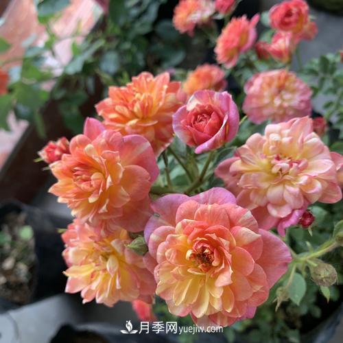 7種漂亮月季，植株矮小，花色艷麗，花期超長，是陽臺盆栽佳品！(圖5)