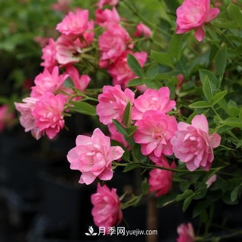 7種漂亮月季，植株矮小，花色艷麗，花期超長，是陽臺盆栽佳品！(圖6)