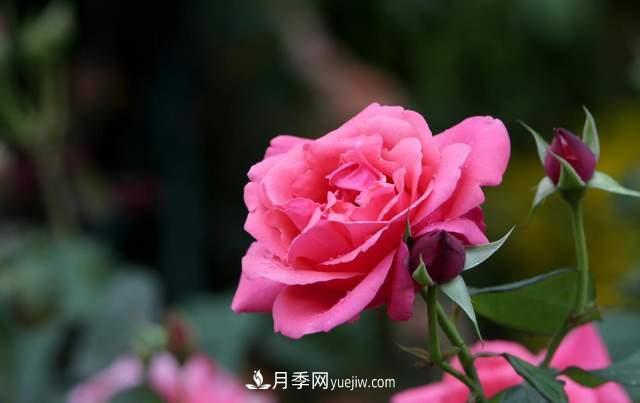 月季得病恢復(fù)以后，如何修剪？如何養(yǎng)護(圖1)
