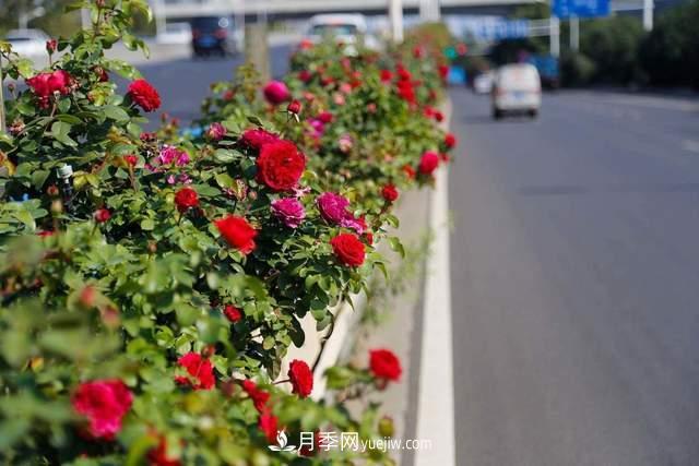月季得病恢復(fù)以后，如何修剪？如何養(yǎng)護(圖4)
