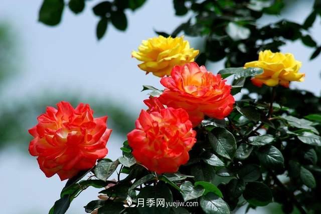 月季得病恢復(fù)以后，如何修剪？如何養(yǎng)護(圖2)