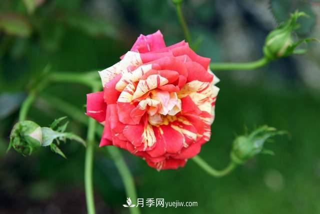 月季得病恢復(fù)以后，如何修剪？如何養(yǎng)護(圖3)