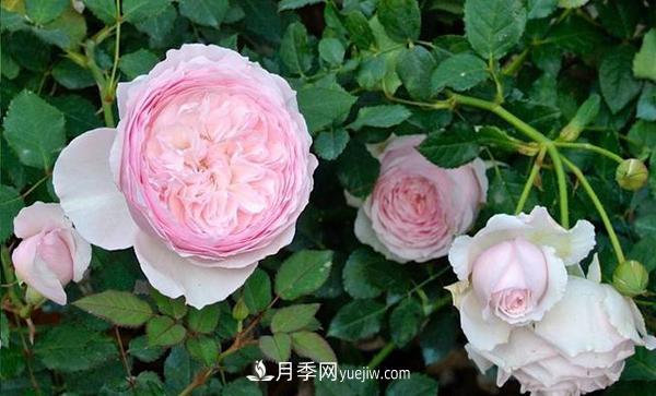 冬天來了月季花要休眠了，抓緊做這3件事，為明年開花做準(zhǔn)備！(圖1)