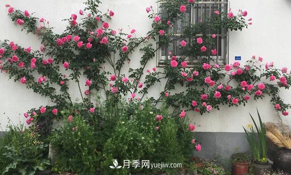 冬天來了月季花要休眠了，抓緊做這3件事，為明年開花做準(zhǔn)備！(圖2)