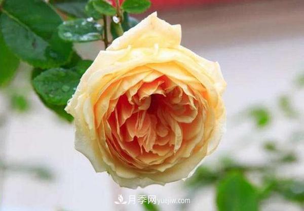 冬天來了月季花要休眠了，抓緊做這3件事，為明年開花做準(zhǔn)備！(圖3)