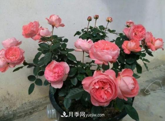 月季修剪有講究，冬季月季修剪技巧(圖1)