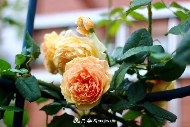 8種經(jīng)典月季，藤本、灌木和微月都有，買了不會(huì)錯(cuò)(圖3)
