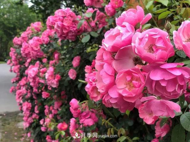 8種經(jīng)典月季，藤本、灌木和微月都有，買了不會(huì)錯(cuò)(圖2)