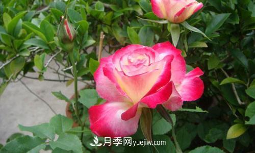 8種經(jīng)典月季，藤本、灌木和微月都有，買了不會(huì)錯(cuò)(圖5)