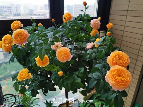 8種經(jīng)典月季，藤本、灌木和微月都有，買了不會(huì)錯(cuò)(圖6)