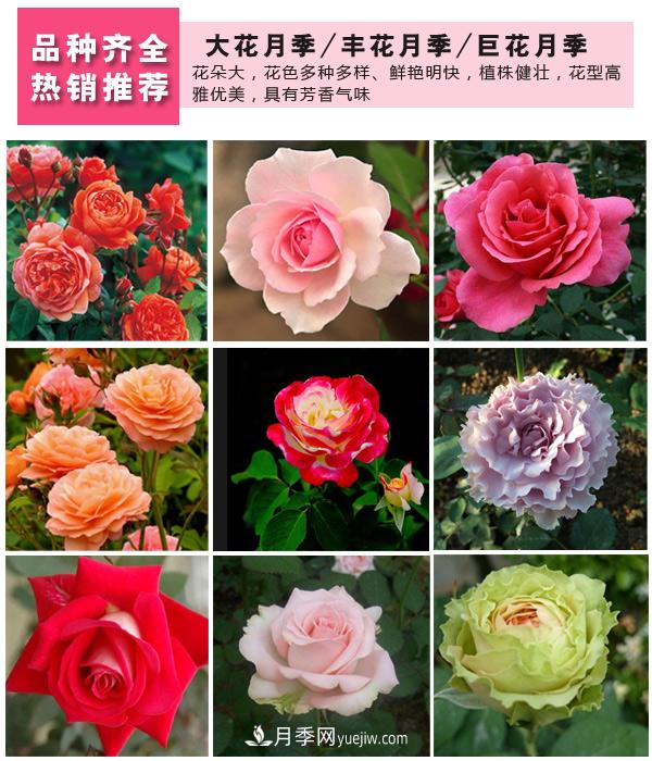 樹(shù)狀月季，藤本月季，大花月季，貨源充足價(jià)格合理(圖3)