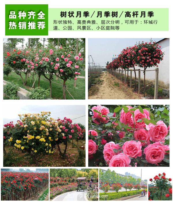 樹(shù)狀月季，藤本月季，大花月季，貨源充足價(jià)格合理(圖2)