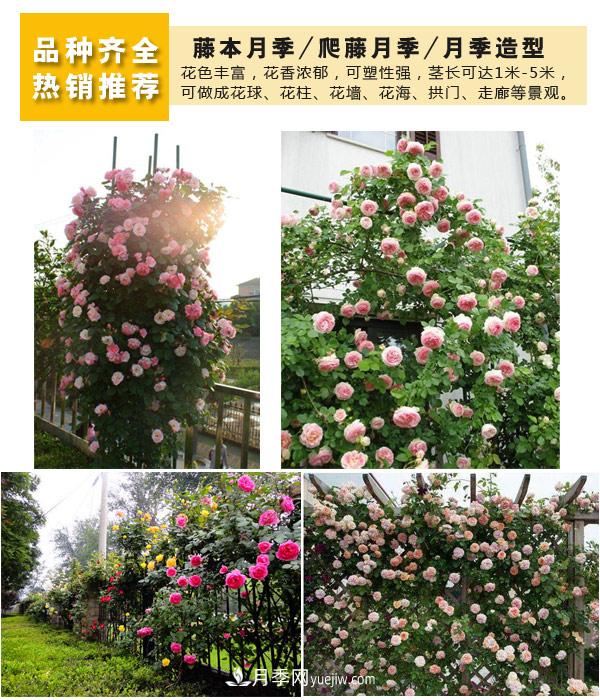 樹(shù)狀月季，藤本月季，大花月季，貨源充足價(jià)格合理(圖4)