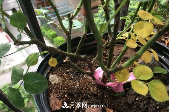 月季為什么掉葉子發(fā)黃，施加生肥遭受病蟲(chóng)害(圖1)