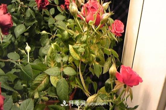 月季為什么掉葉子發(fā)黃，施加生肥遭受病蟲(chóng)害(圖2)