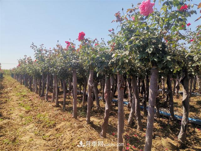 南陽(yáng)月季_樹狀月季_棒棒糖月季樹_南陽(yáng)月季種植批發(fā)基地(圖2)