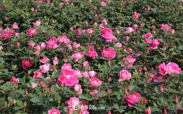 南陽(yáng)月季_樹狀月季_棒棒糖月季樹_南陽(yáng)月季種植批發(fā)基地(圖5)