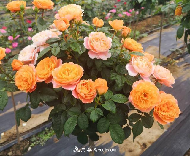 南陽(yáng)月季_樹狀月季_棒棒糖月季樹_南陽(yáng)月季種植批發(fā)基地(圖4)