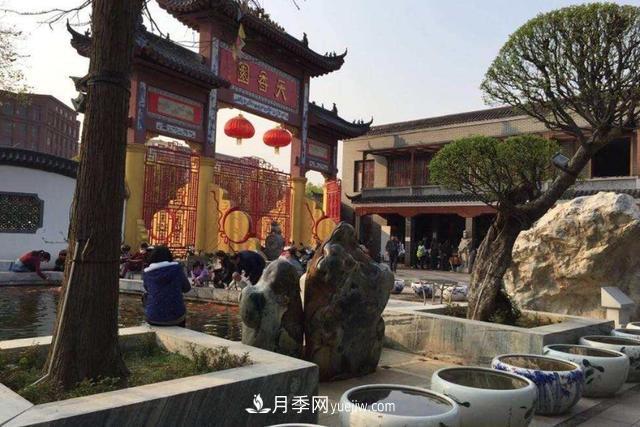 江西南昌天香園走紅，有3萬余的盆景，是南昌的“花卉之源”(圖1)