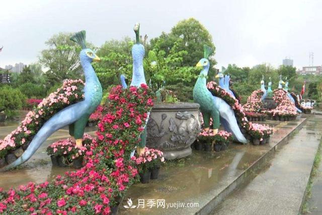 江西南昌天香園走紅，有3萬余的盆景，是南昌的“花卉之源”(圖4)