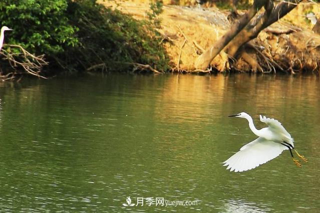 江西南昌天香園走紅，有3萬余的盆景，是南昌的“花卉之源”(圖5)