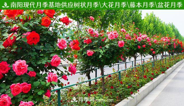 月季樹，欣賞作用好，美化用處廣(圖1)