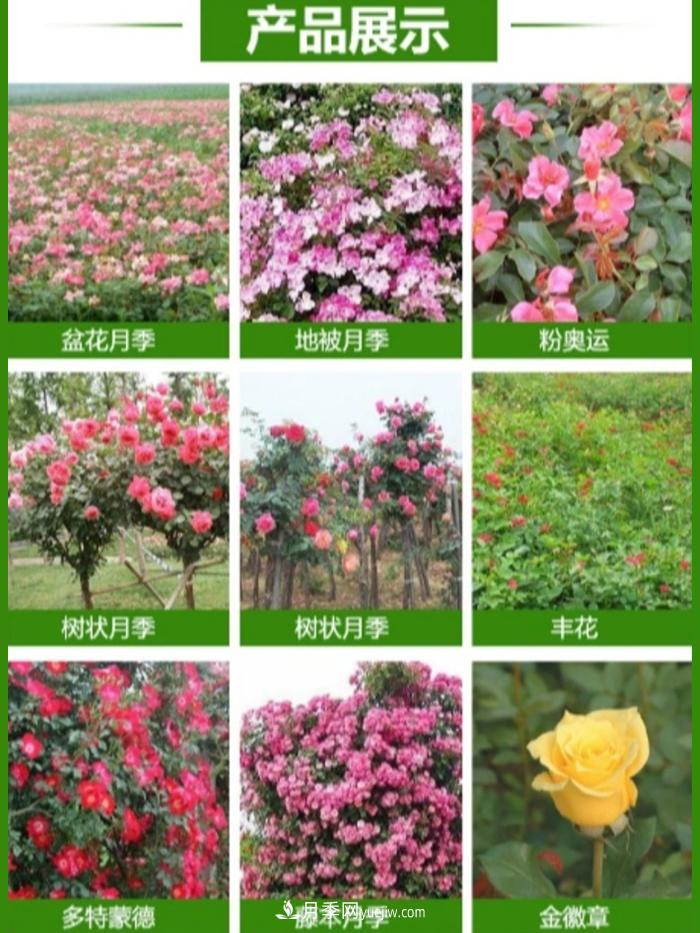 大花月季批發(fā)，樹狀月季批發(fā)，中國月季之鄉(xiāng)價(jià)格就是香！(圖2)