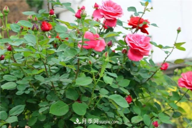 月季的這幾種常見的病蟲害，要學(xué)會這么防治(圖1)