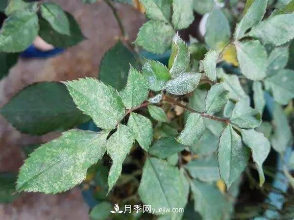 月季的這幾種常見的病蟲害，要學(xué)會這么防治(圖2)
