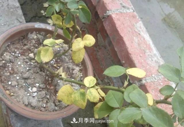 月季的這幾種常見的病蟲害，要學(xué)會這么防治(圖3)
