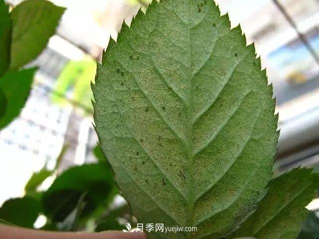 月季的這幾種常見的病蟲害，要學(xué)會這么防治(圖6)