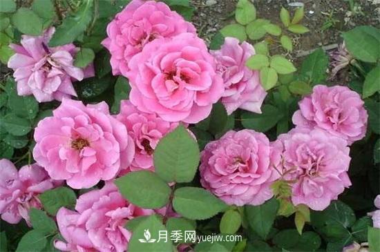 一年四季都開花的盆栽，盤點十種全年花期的花卉(圖1)